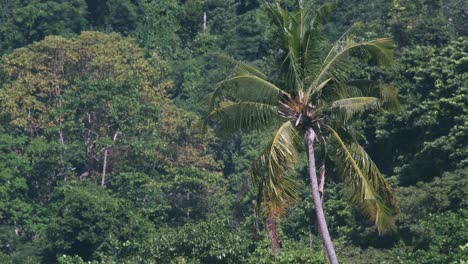 4k-medium-shot-footage-of-palm-tree-swaying-in-wind-with-tropical-forest-in-the-background