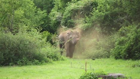 Enorme-Elefante-Limpiándose-Tirando-Tierra-Y-Polvo-En-El-Aire-En-Las-Praderas-De-Sri-Lanka