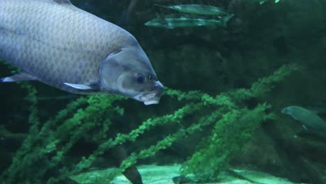 Fishes-inside-a-water-tank-MOA-sea-life-aquarium