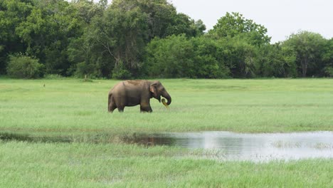 Wide-view-of-huge-elephant-crossing-shallow-river,-eating-and-splashing-water-while-cooling-down-in-the-wild-in-Sri-Lanka