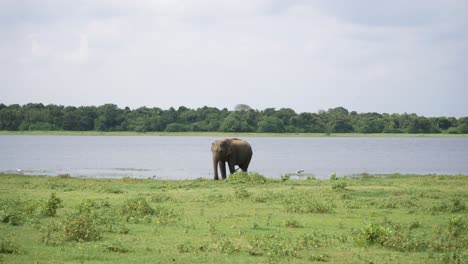 Wide-view-of-Huge-elephant-kicking-dirt-and-eating-grass-in-the-wild-in-Sri-Lanka