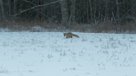 Red-Fox-In-Winter-Landscape