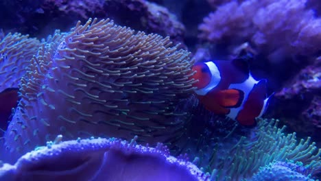 Clownfisch-Nemo-Auf-Einer-Anemone