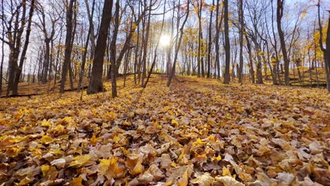 Sonne-Scheint-Durch-Bäume-Auf-Einem-Wald-Im-Herbst-In-Minnesota-Boden-Bedeckt-Mit-Blättern