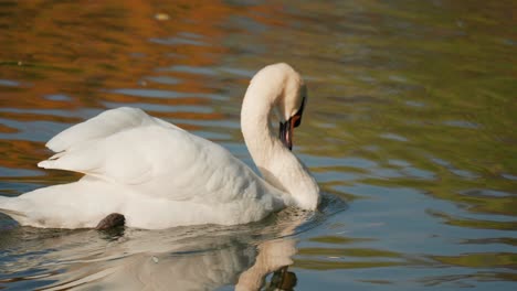 White-swan-grooming-on-the-lake-reflected-in-the-rippled-water-surface
