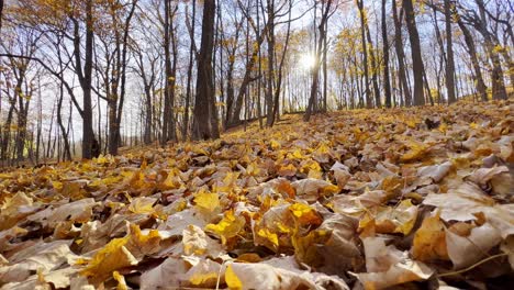 Yellow-leafs-on-the-ground-of-a-forest-in-Minnesota-autumn