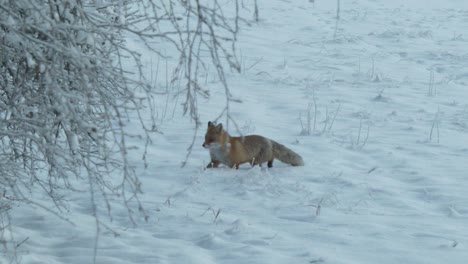 Jagd-Auf-Orangenfuchs-Im-Tiefen-Weißen-Schnee,-Der-Sich-Der-Beute-Im-Wald-Nähert,-Zeitlupenfahrt