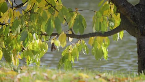 Eine-Nahaufnahme-Der-Bunten-Grünen-Und-Gelben-Blätter-Des-Kirschbaums