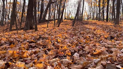 Leaves-on-the-ground-on-a-forest-in-Minnesota-during-autumn-golden-hour