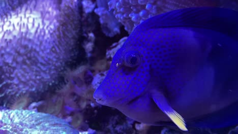 Blue-tang-fish-on-a-water-tank-marine-life