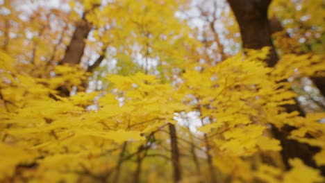 Close-up-shot-of-the-yellow-maple-leaves-on-the-blurry-background