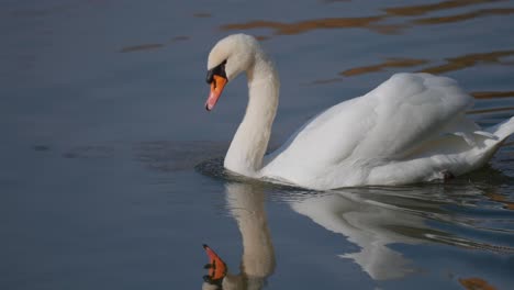 Graceful-white-swan-on-the-lake-wagging-its'-tail
