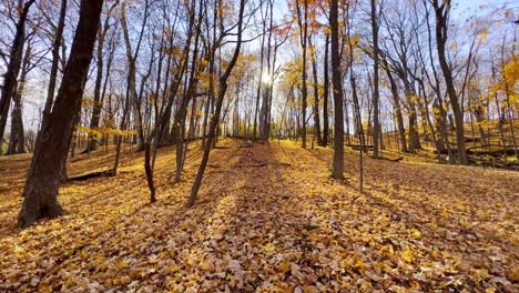 Schöner-Wald-Herbst-Nachmittag-Sonnenschein-Minnesota