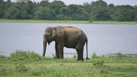 Atemberaubender-Blick-Auf-Riesige-Asiatische-Elefanten,-Die-Neben-Einem-Fluss-In-Freier-Wildbahn-In-Sri-Lanka-Fressen