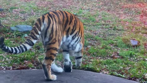 Schöner-Tiger-Im-Zoo-Von-Minnesota