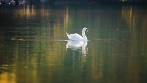 Elegant-white-swan-grooming,-cleaning-feathers-on-the-lake