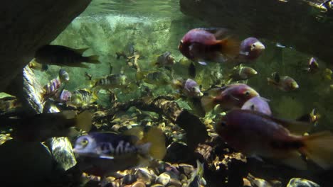 Kleine-Fische-Auf-Einem-Wasser-Tant-Im-Sea-Life-Aquarium-Minnesota-Moa