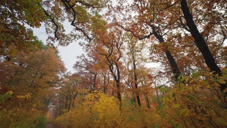 Ein-Spaziergang-Im-Herbstwald-Auf-Dem-Schmalen-Pfad-Zwischen-Den-Schlanken-Bäumen