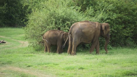 Nahaufnahme-Der-Elefantenmutter,-Die-Ihr-Baby-Schützt,-Während-Sie-Vom-Busch-In-Den-Grünen-Wiesen-Sri-Lankas-Isst