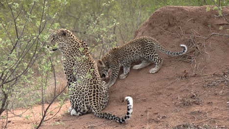 Kamerafahrt,-Die-Einem-Leopardenjungen-Folgt,-Wie-Es-Auf-Seiner-Mutter-Und-Sie-In-Das-Hohe-Afrikanische-Gras-Gehen