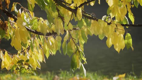Eine-Nahaufnahme-Der-Bunten-Grünen-Und-Gelben-Blätter-Des-Kirschbaums