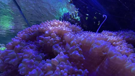 Anemone-Unter-Wasser-Im-Moa-Sea-Life-Aquarium