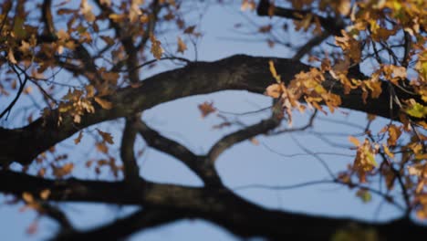 A-close-up-view-of-the-slender-oak-tree-branches