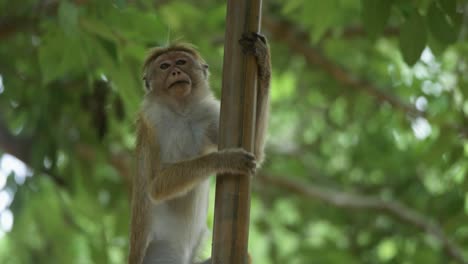 Lindo-Toque-Mono-Macaco-Escalando-Un-árbol-De-Bambú-Y-Saltando-A-La-Corona-Del-árbol-En-La-Jungla-En-Sri-Lanka