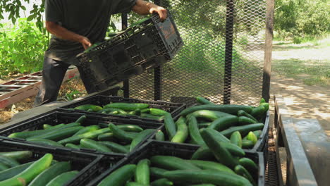 Close-up-of-boy-placing-box-full-of-freshly-harvested-cucumbers-on-truck´s-trailer