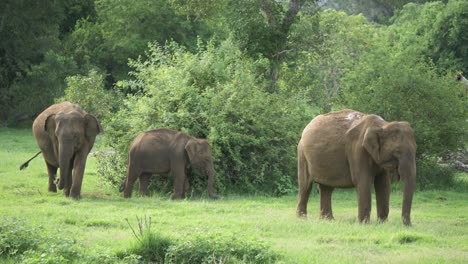 Close-view-of-elephant-family-of-three-standing-together-in-the-bushes-and-in-the-shade-of-small-tree-on-a-hot-summer-day-in-the-grasslands-of-Sri-Lanka