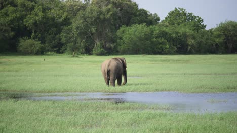 Amplia-Vista-De-Un-Enorme-Elefante-Asiático-Cruzando-Un-Río-Poco-Profundo-Y-Comiendo-En-La-Naturaleza-En-Sri-Lanka