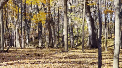 Waldbäume-Blatt-Fallende-Herbstsaison
