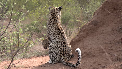 A-mother-leopard-faces-away-from-camera-as-her-cub-peaks-out-from-behind-her