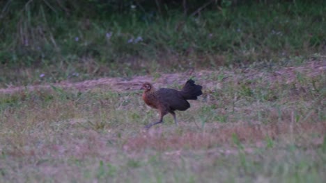 Junglefowl,-Gallus-a-female-seen-walking-towards-the-left-while-foraging-just-before-dark-in-Khao-Yai-National-Park,-Thailand