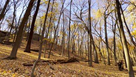 Landscape-of-a-forest-autumn-yellow-leaves-on-the-ground-trees
