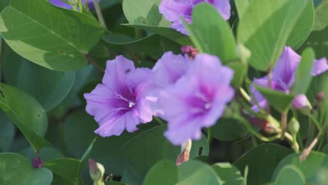 Flor-Silvestre-Púrpura-Encontrada-En-Tailandia-Cerca-De-La-Playa