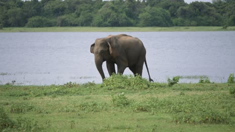 Atemberaubende-Aussicht-Auf-Einen-Riesigen-Asiatischen-Elefanten,-Der-Einen-Seichten-Fluss-überquert-Und-In-Sri-Lanka-In-Freier-Wildbahn-Isst