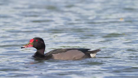 Male-rosy-billed-pochard,-netta-peposaca-swimming-on-wavy-freshwater-lake-with-face-full-of-pond-scums-after-foraging-and-dipping-for-aquatic-plants,-wildlife-close-up-shot