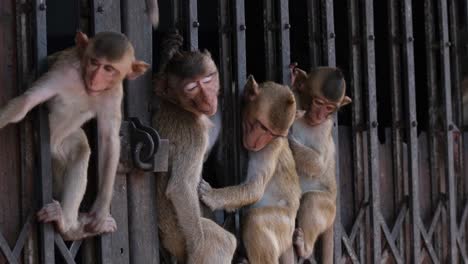 Tres-Macacos-De-Cola-Larga,-Macaca-Fascicularis-Y-Otro-Viene-A-Pasar-Por-La-Puerta-Y-Baja-Para-Desaparecer,-Lop-Buri,-Tailandia