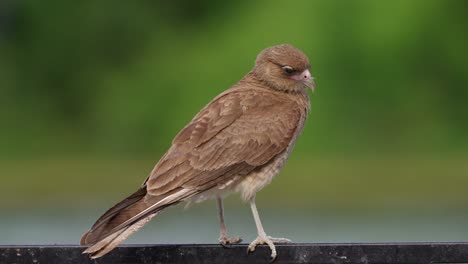 Common-scavenger-in-its-natural-habitat,-chimango-caracara,-milvago-chimango-perched-on-metal-bar-waiting-for-targeted-prey-on-a-windy-day,-clicking-its-beak-and-turning-its-head