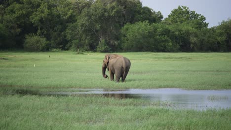 Impresionantes-Vistas-De-Un-Enorme-Elefante-Asiático-Cruzando-Un-Río-Poco-Profundo,-Comiendo-Y-Salpicando-Agua-Mientras-Se-Refresca-En-La-Naturaleza-En-Sri-Lanka
