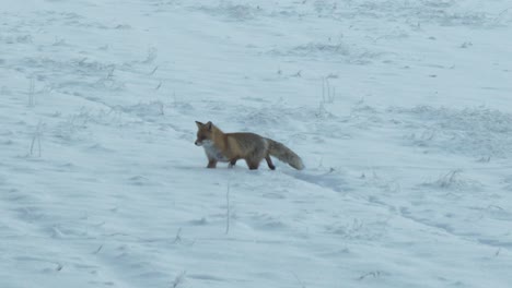 Slomo-of-orange-fox-running-in-white-snow-and-stopping,-following-pan