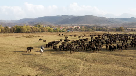 Aerial-View-Of-The-Herd-Of-Black-Cattle-Walking-Back-Home-Along-With-The-Herdsman-In-Kayseri,-Cappadocia,-Turkey