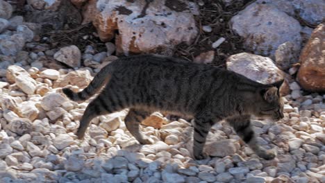 A-Homeless-Tabby-Cat-Walking-Alone-On-A-Rocky-Beach-In-Agia-Sofia,-Kefalonia,-Greece