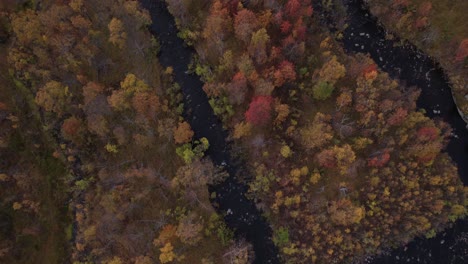 Luftaufnahme-Des-Waldes-Im-Herbst-Von-Oben-Nach-Unten