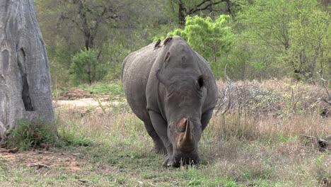 Un-Toro-Rinoceronte-Blanco-Caminando-Por-La-Hierba-Africana-Con-Pájaros-Oxpecker-En-La-Espalda