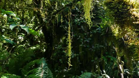 Slow-dolly-shot-of-idyllic-dense-rainforest-with-fern-plants-and-diversity-of-flora-and-fauna-during-sunlight