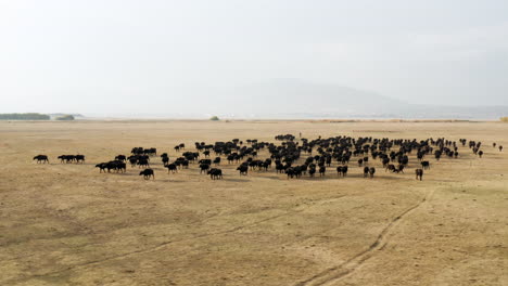 Herd-Of-Cattle-Walking-On-The-Vast-Field-In-Kayseri,-Cappadocia,-Turkey