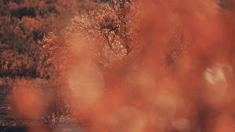 Eine-Zwergbirke,-Die-Mit-Leuchtend-Orangefarbenen-Blättern-Bedeckt-Ist-Und-In-Der-Kargen-Tundralandschaft-Steht