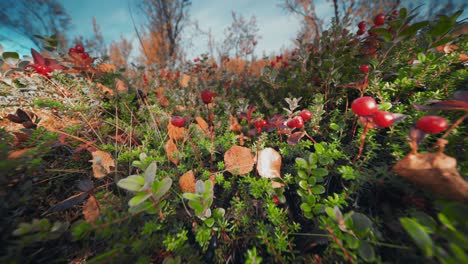 Close-up-ground-level-shot-of-the-bright-autumn-shrubbery-with-red-berries-in-the-autumn-tundra